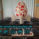 Jual Sangkar Cucak Rowo