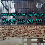 Jual Sangkar Cucak Rowo