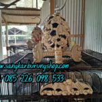 Jual Sangkar Cucak Rowo