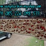 Jual Sangkar Cucak Rowo