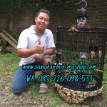 Jual Sangkar Murai Ukir Tengkorak