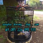 Tebok Ukir Lovebird Tengkorak