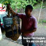 Jual Sangkar Anis Merah, Wambi