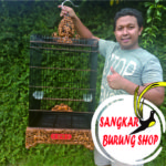 Jual Sangkar Cucak Ijo Oval Tanpa Tiang