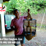 Jual Sangkar Anis Merah, Wambi