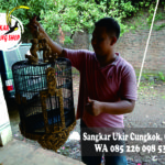 Jual Sangkar Anis Merah, Wambi