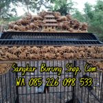 Jual Sangkar Ukir Lomba